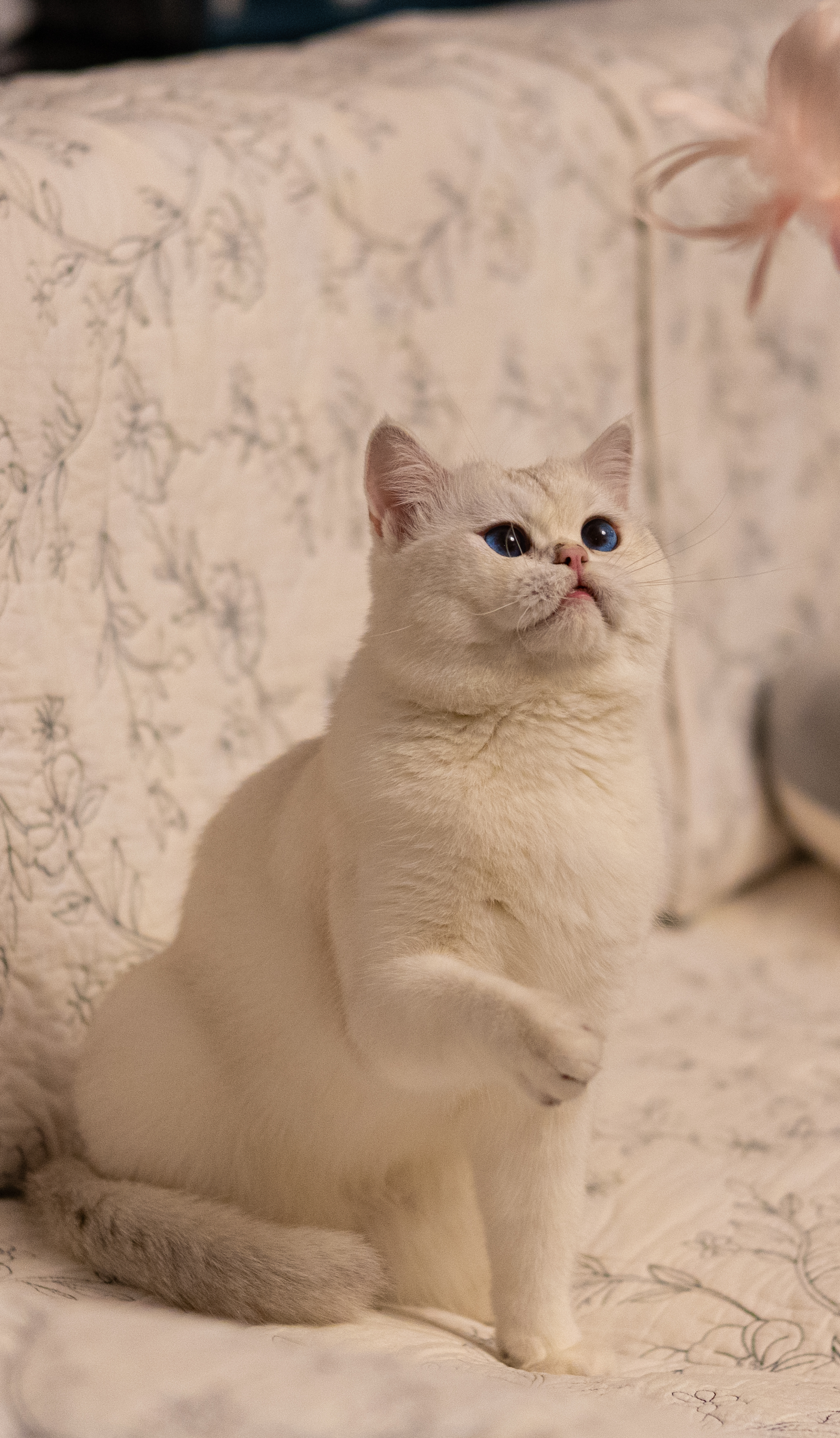 MyCat8
